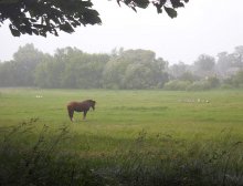 Während des Sommers regen .. / ***
