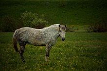 Im offenen Feld / ***