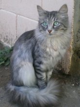 Miss Kitty, Kitty / ***