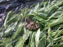 Prinzessin Frosch / ***