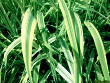 Das Gras am Haus ... / ***