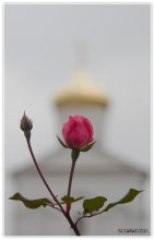 Bescheidenheit / ***