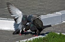 Liebe und Tauben / ***