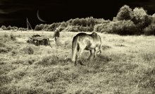 Ländliche Idylle / ***