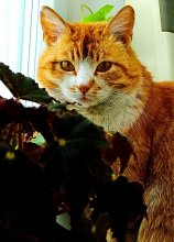 Redhead ... / ***