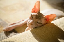 koshkognus und Sonnenbaden / ***