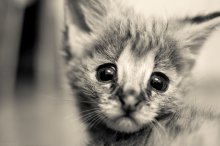 Serval / ***