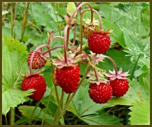 Strawberry fields forever / ***