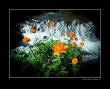 Creek / ***