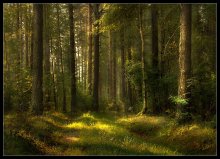 Morgen in den Wald. / ***
