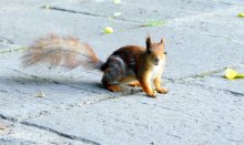 Eichhörnchen / ***