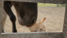 Über die Katze) / ***