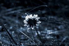 Inner Light / ***