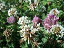 Der Geruch von Sommer / ***