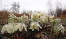 Nach dem Regen / ***