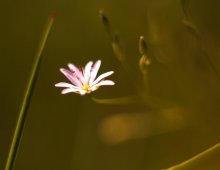 Macro / -----