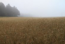 Nebligen Morgen ... / ***
