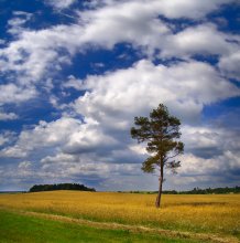 Landschaft warmen Sommer ........ ....... / ***