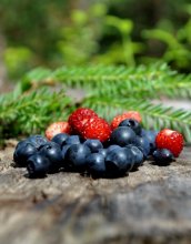 * Wald * Dessert / *****