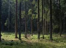 Im Wald / *******