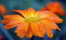 Blume / -----