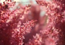 Flieder / ***
