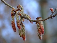 Spring / rascvetala breza