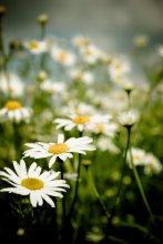 Gänseblümchen / *****