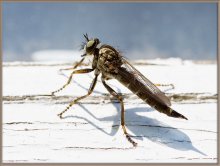 Horror, fliegen auf Hautflügel ... / ***