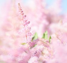 Pink / ***