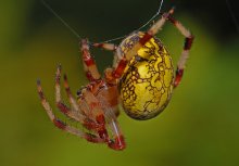 Spinne / ***