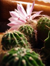 eine Blume zwischen den Dornen / ***