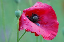 von Mohn und dem regen / ***