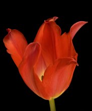 "Flame ..." / ***