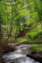 Im Wald / ***