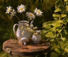 Gänseblümchen / -----