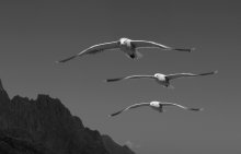 Bird Nummer 2 / ***