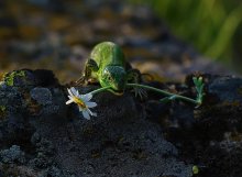 Ich bin in die Zähne eines Daisy-süß bringen ... / ***
