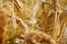 Blume. Field. / ***