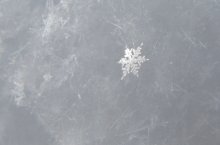 Schneeflocke / ***