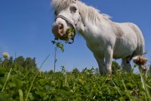 Pferd / ***