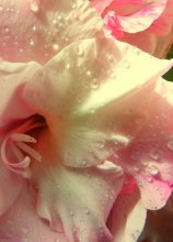 Morning Frische * / ------
