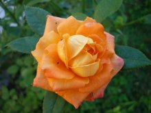 Rose ... / )))))