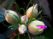 Der Ursprung des Lebens ... / ***