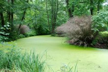 ruhigen Pool / ******