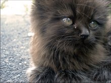 Muschi / ***