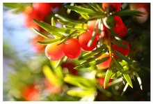 Altweibersommer / ***