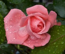 Regen pokapal und weitergegeben ... (3) / ***