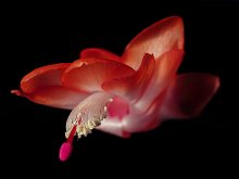 Seine spininess Blumen - "Flug ..." / ***