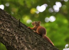 Eichhörnchen / ***